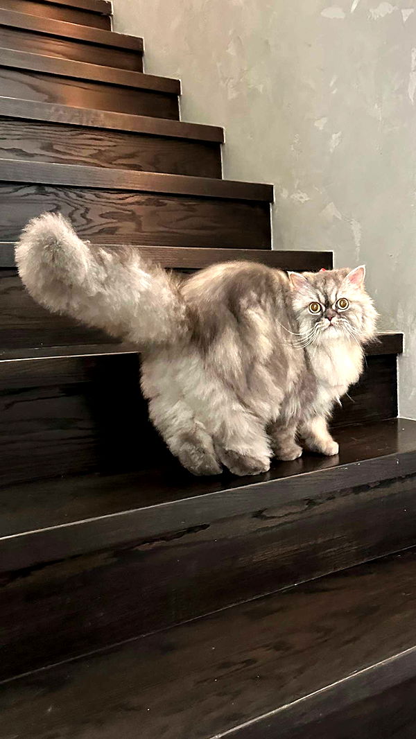 yaslenxoxo image ~ Altpins