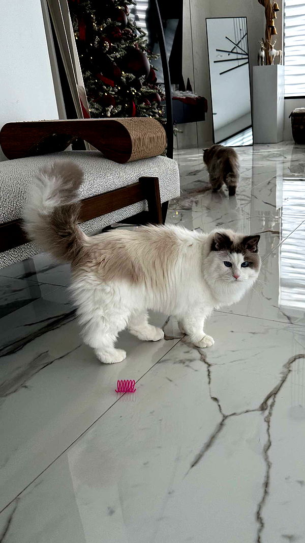 yaslenxoxo image ~ Altpins