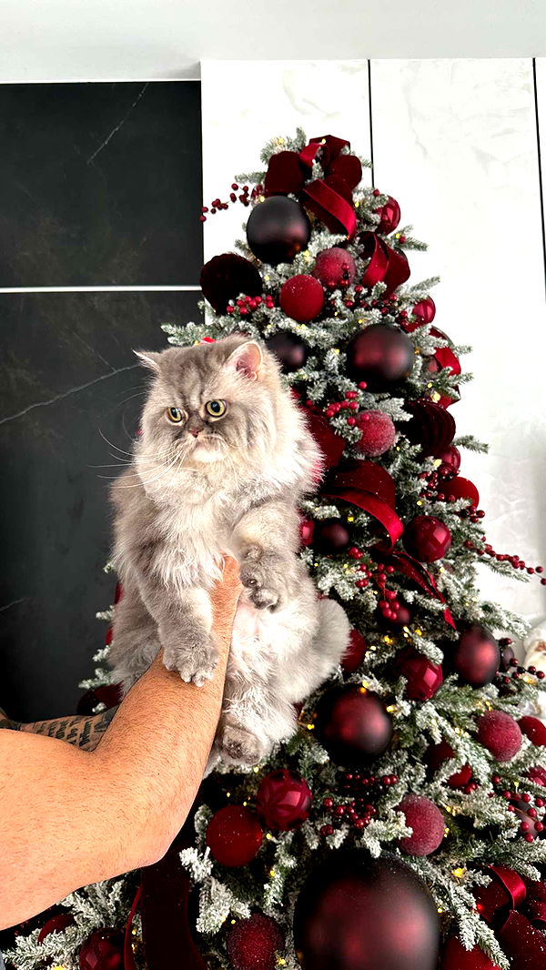 yaslenxoxo image ~ Altpins