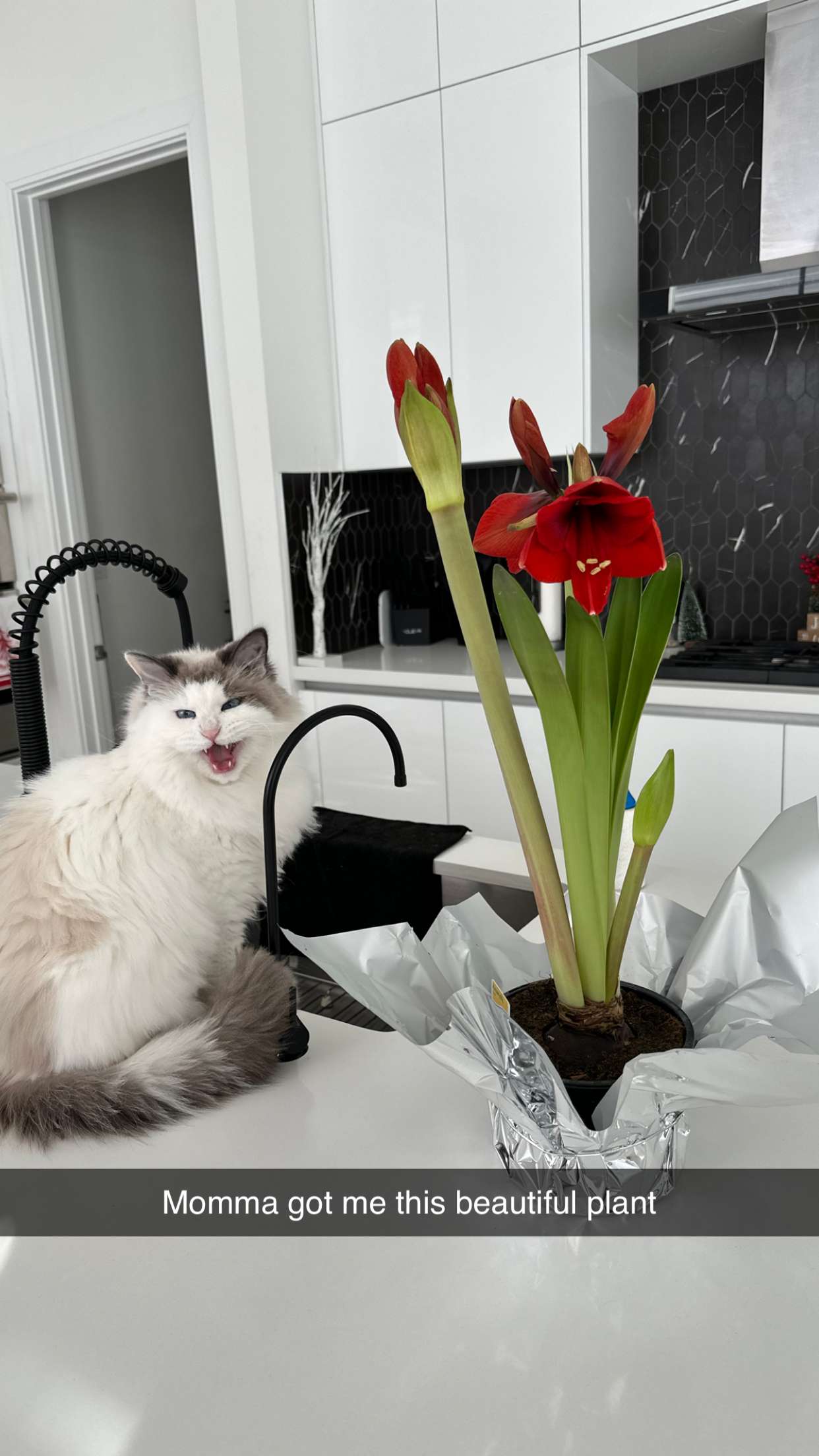 yaslenxoxo snapchat image archive image