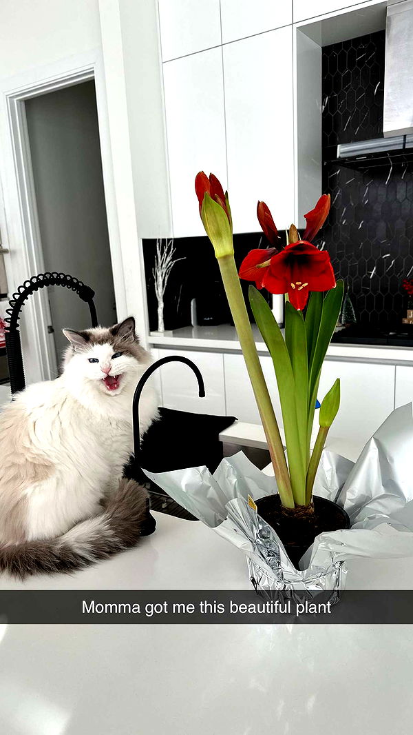 yaslenxoxo image ~ Altpins