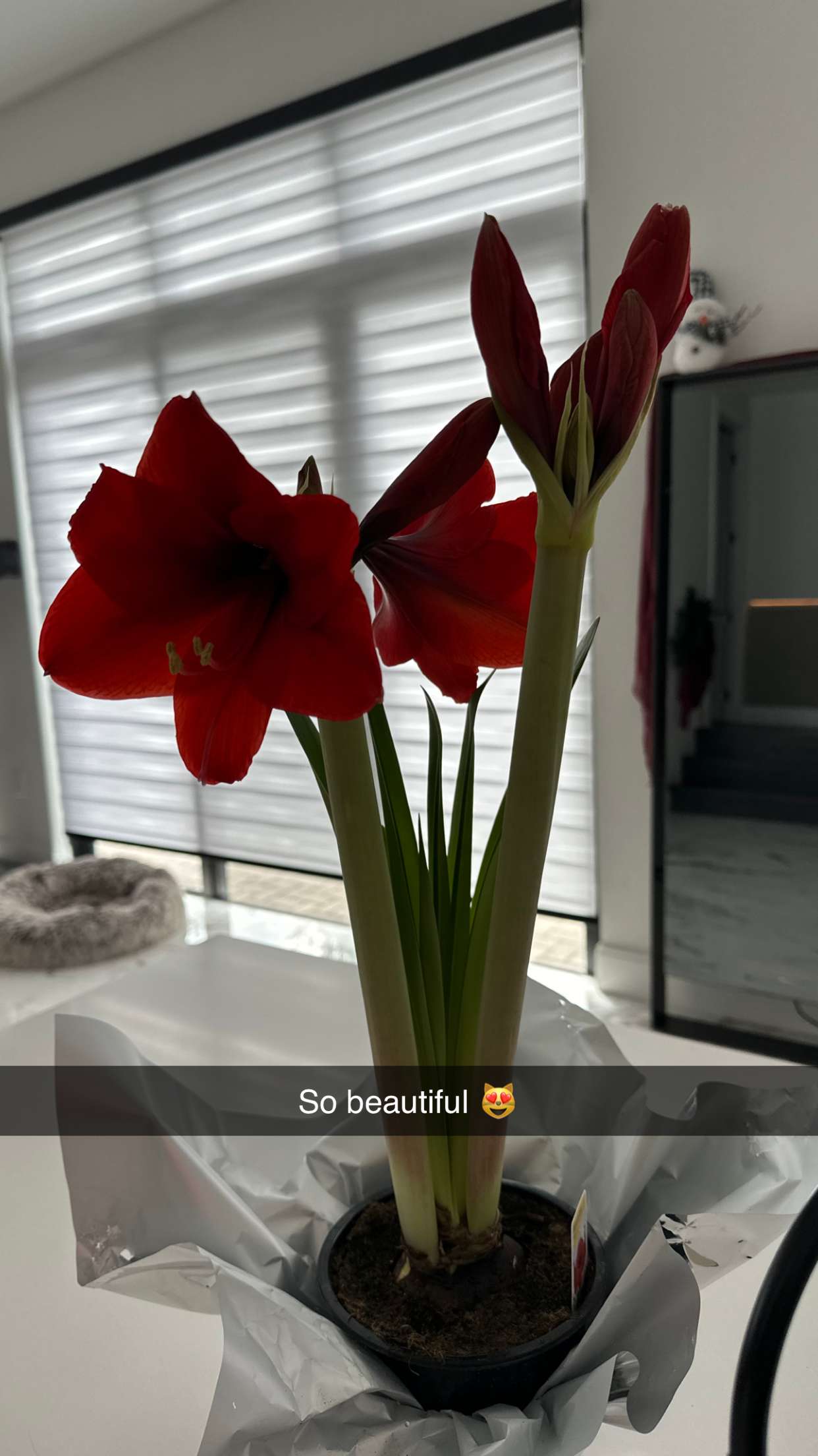 yaslenxoxo snapchat image archive image