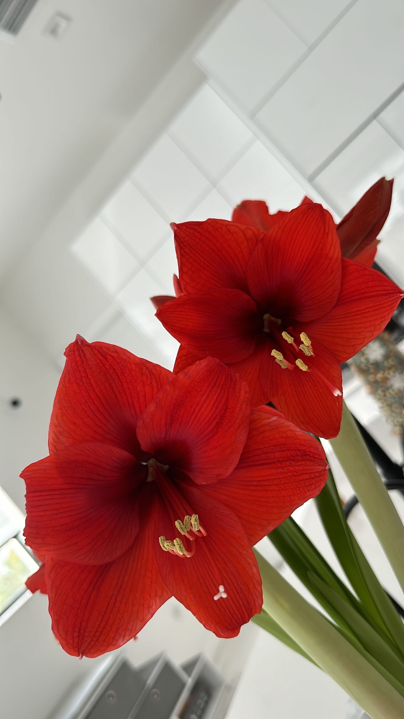 yaslenxoxo snapchat image archive image