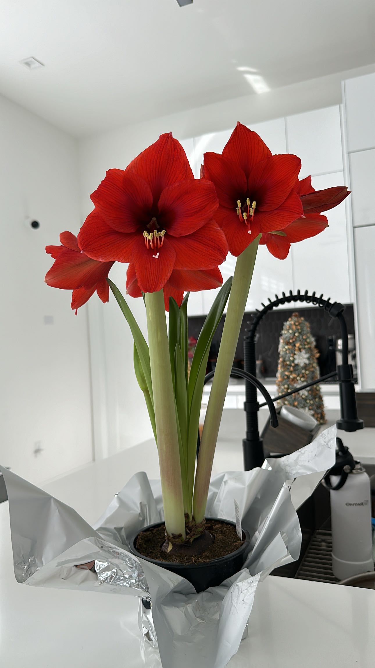 yaslenxoxo snapchat image archive image