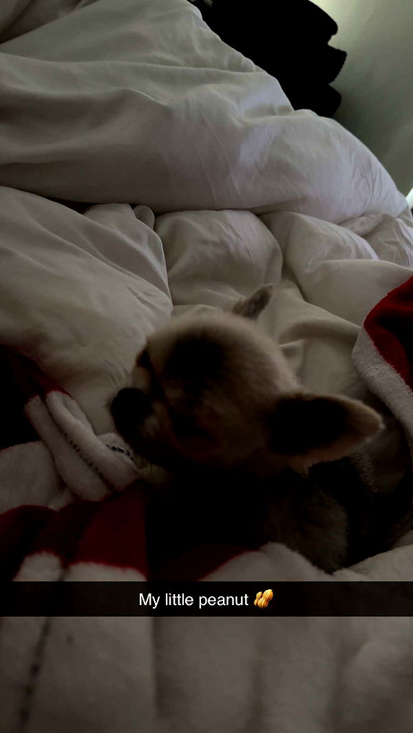 yaslenxoxo image ~ Altpins