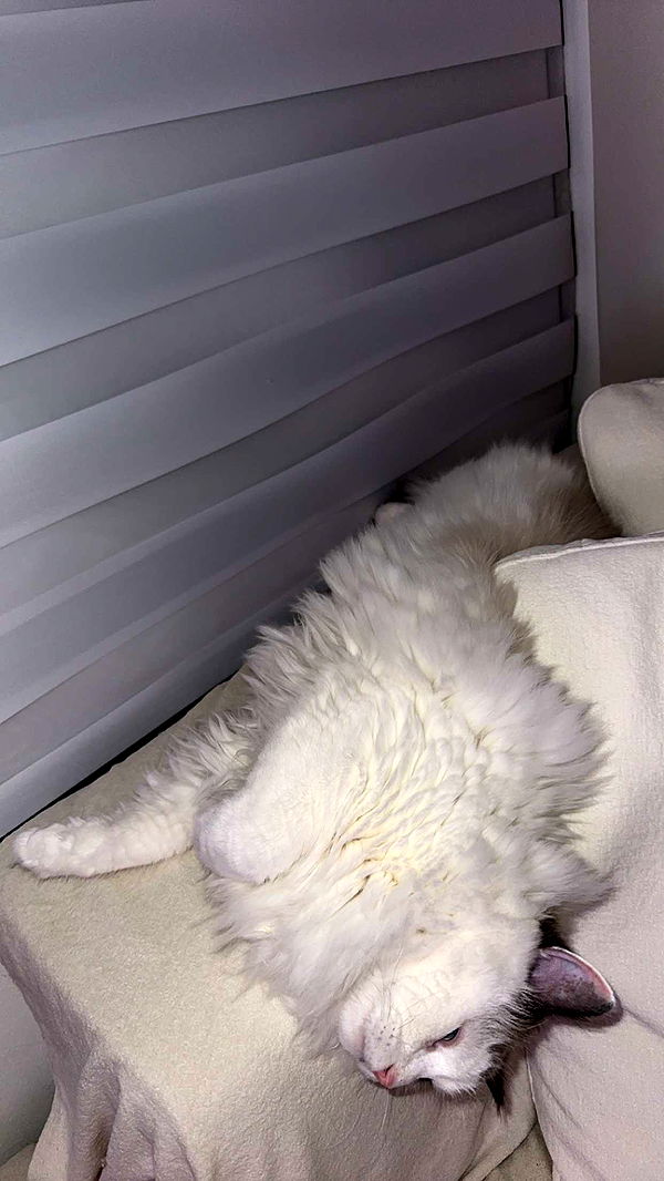 yaslenxoxo image ~ Altpins