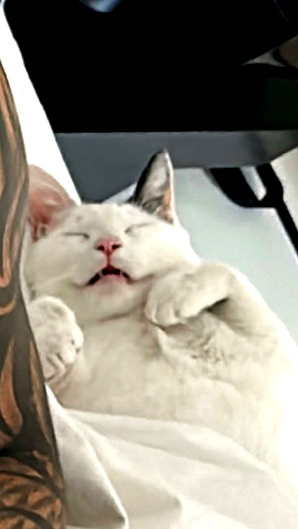 yaslenxoxo image ~ Altpins