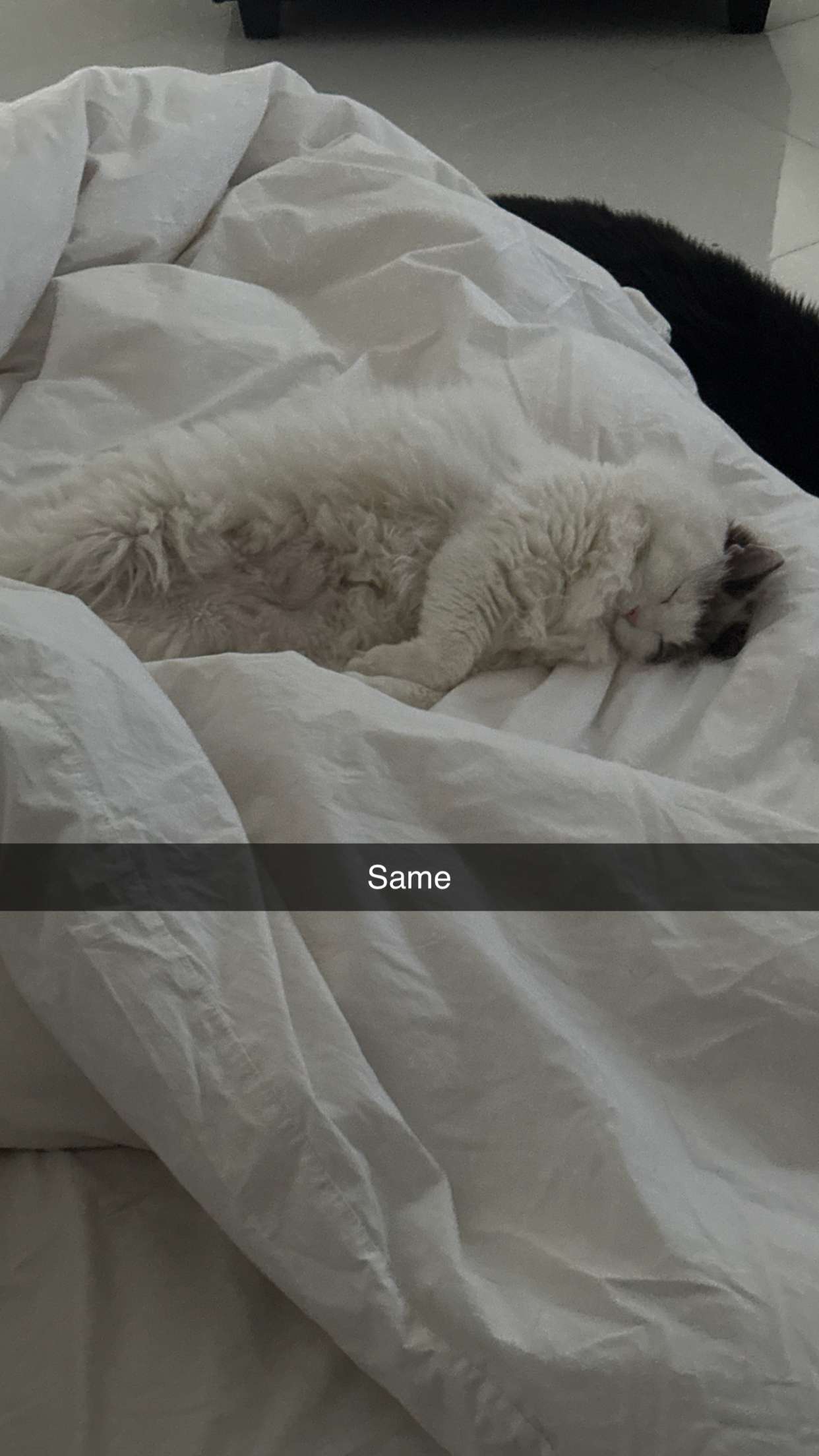 yaslenxoxo snapchat image archive image