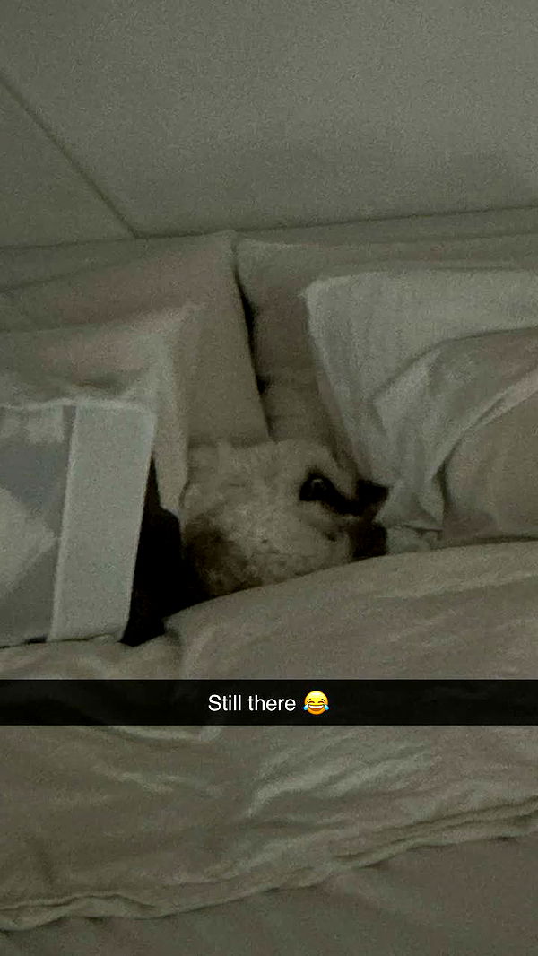 yaslenxoxo image ~ Altpins