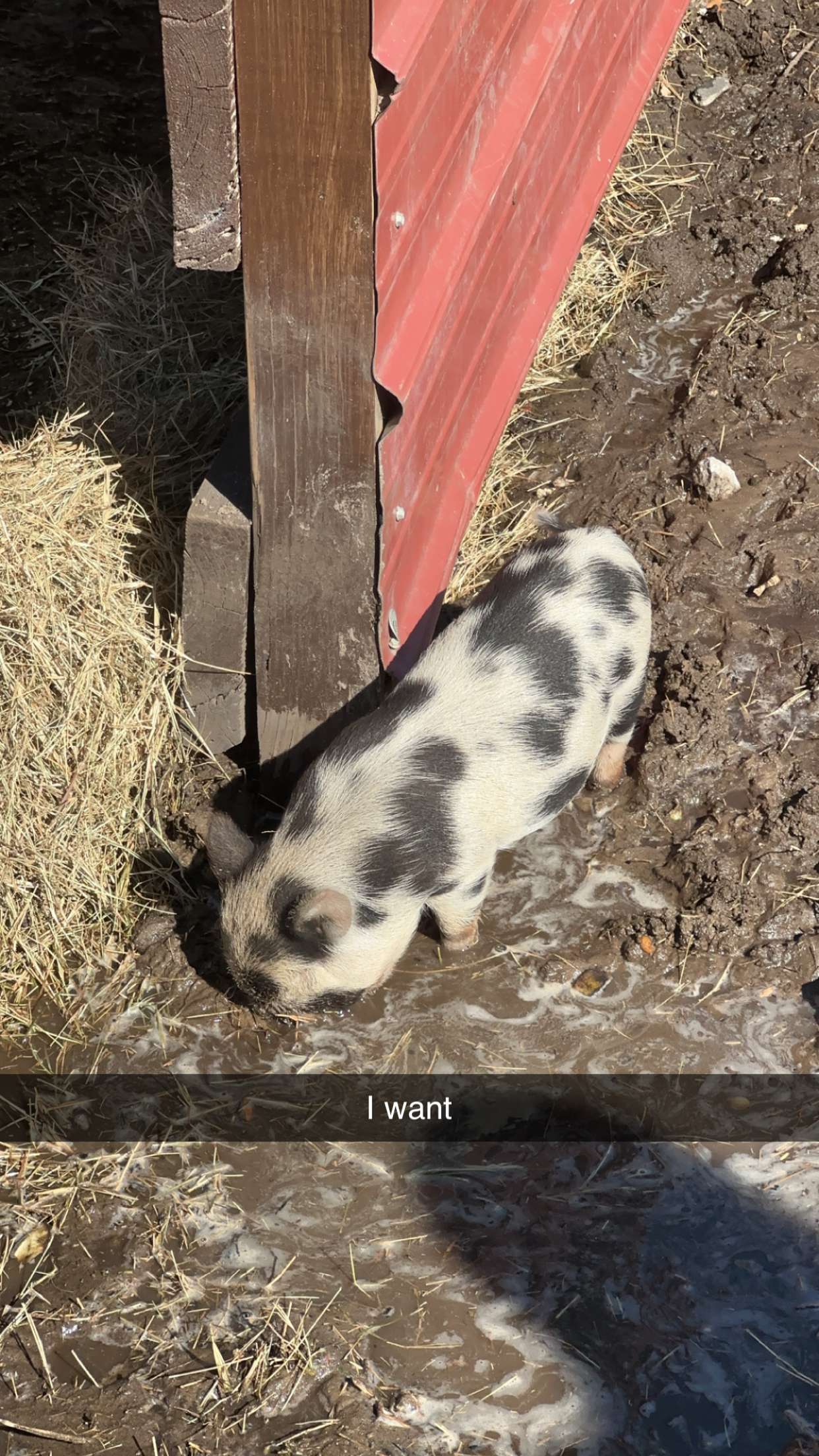 yaslenxoxo snapchat image archive image