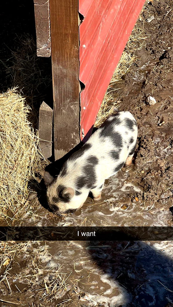 yaslenxoxo image ~ Altpins