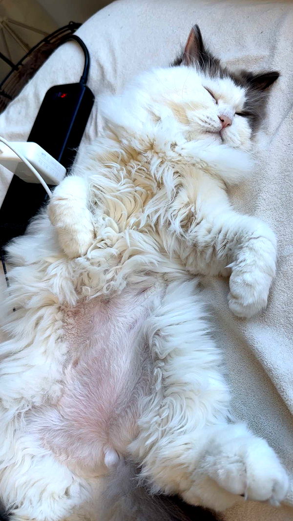 yaslenxoxo image ~ Altpins