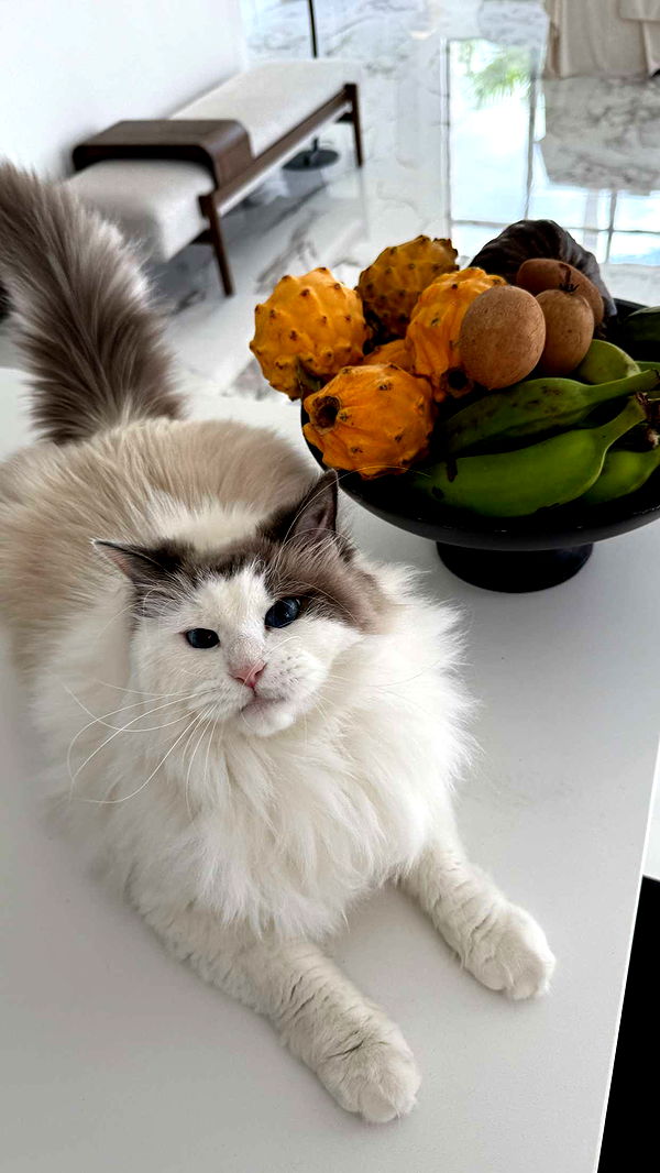 yaslenxoxo image ~ Altpins