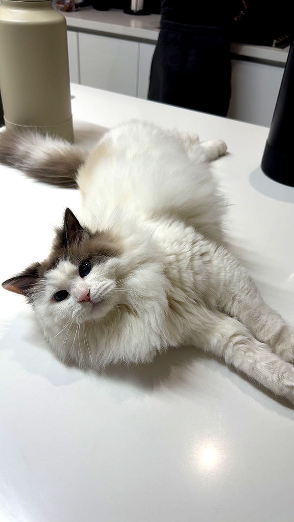 yaslenxoxo image ~ Altpins