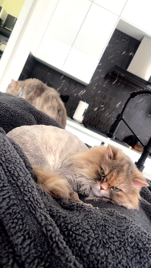 yaslenxoxo image ~ Altpins