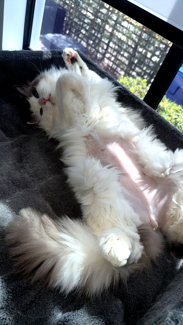 yaslenxoxo image ~ Altpins