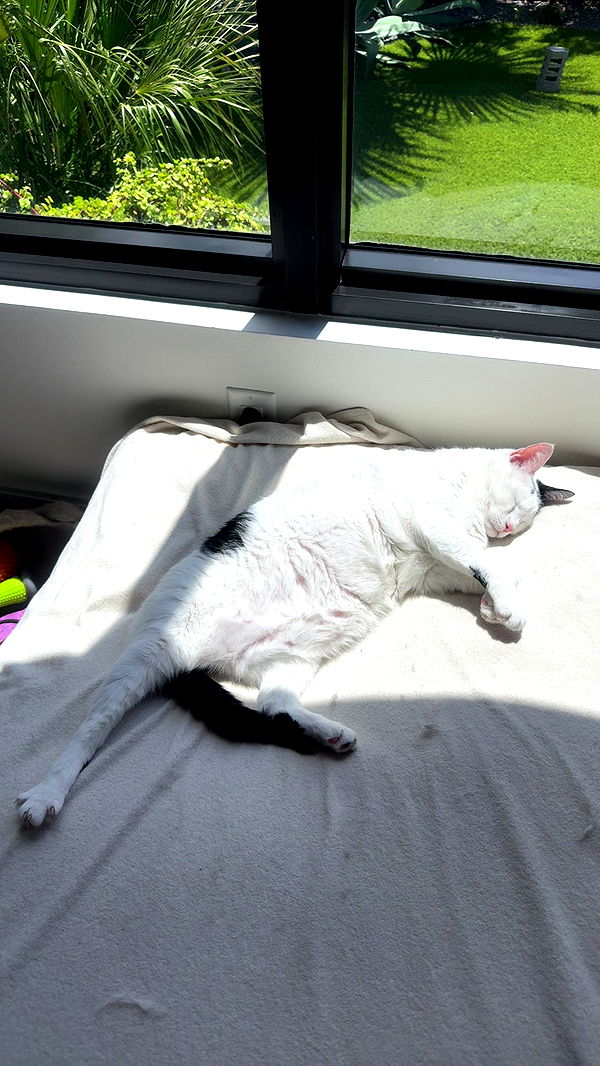 yaslenxoxo image ~ Altpins