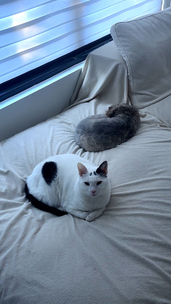 yaslenxoxo image ~ Altpins