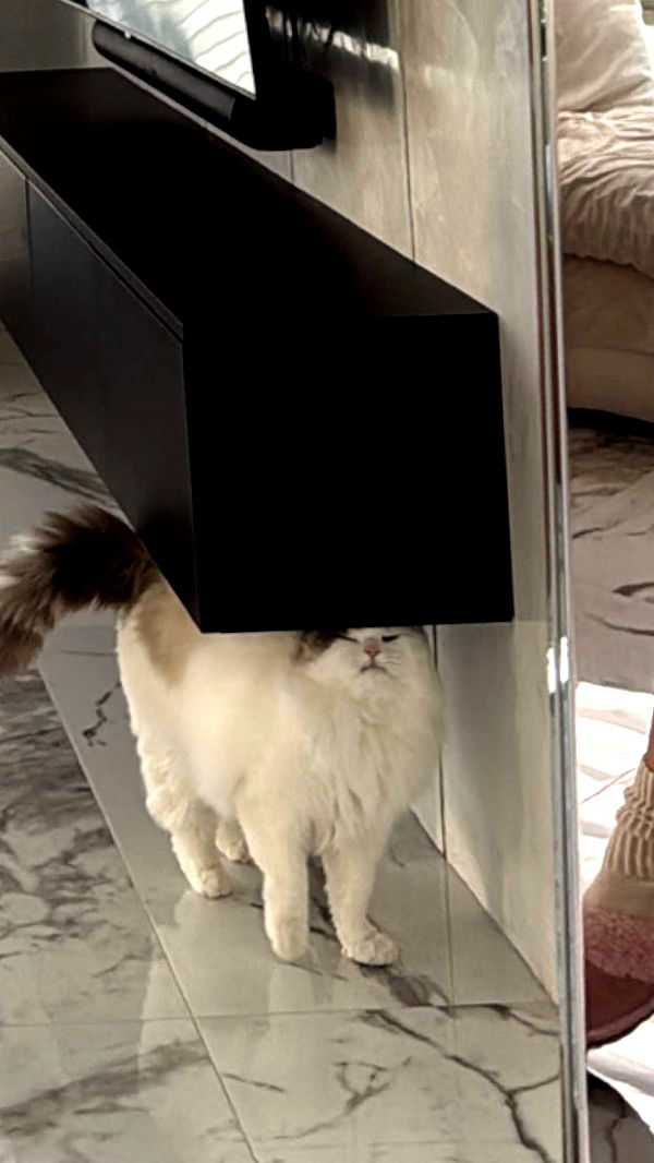 yaslenxoxo image ~ Altpins