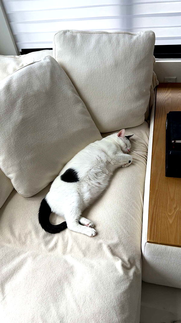 yaslenxoxo image ~ Altpins