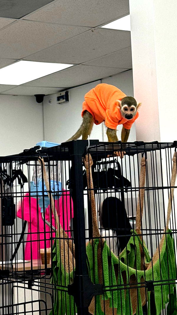 yaslenxoxo image ~ Altpins