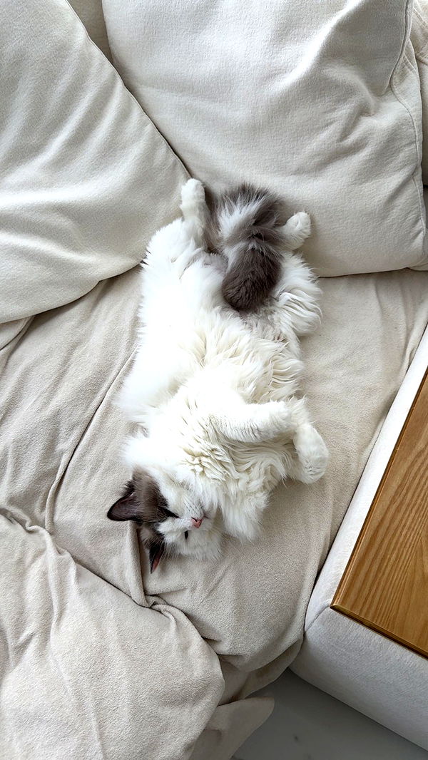 yaslenxoxo image ~ Altpins