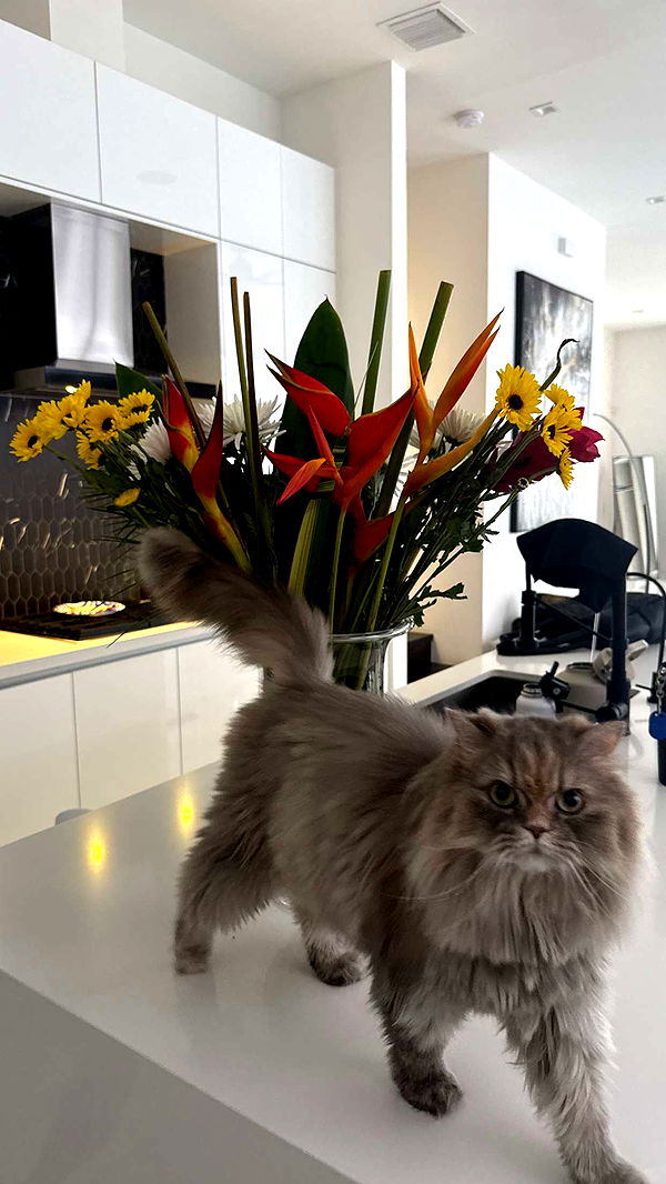 yaslenxoxo image ~ Altpins