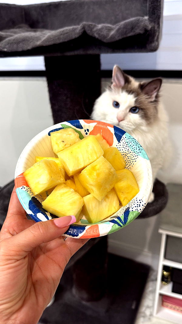 yaslenxoxo image ~ Altpins