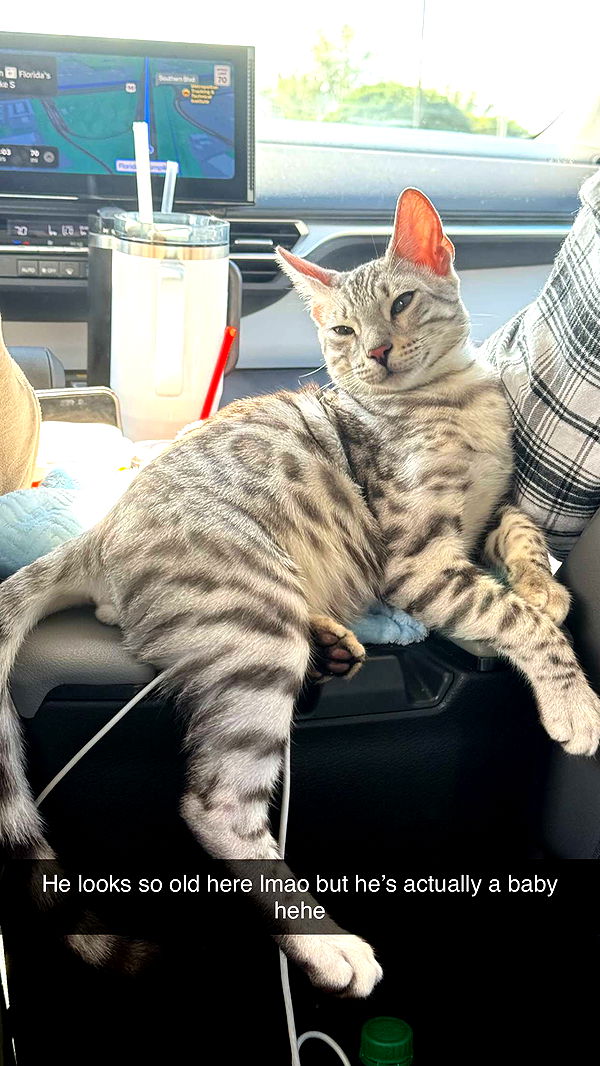 yaslenxoxo image ~ Altpins