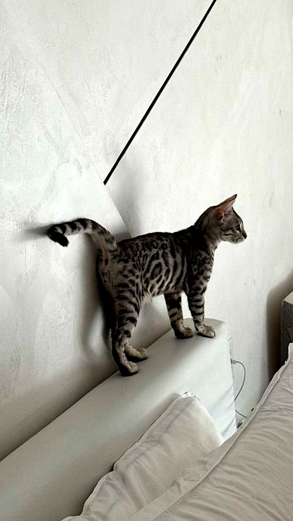 yaslenxoxo image ~ Altpins