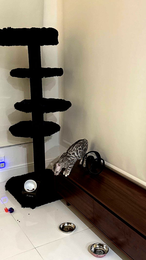 yaslenxoxo image ~ Altpins