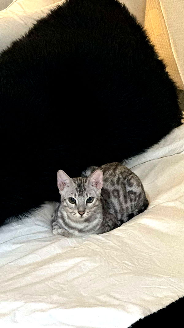 yaslenxoxo image ~ Altpins