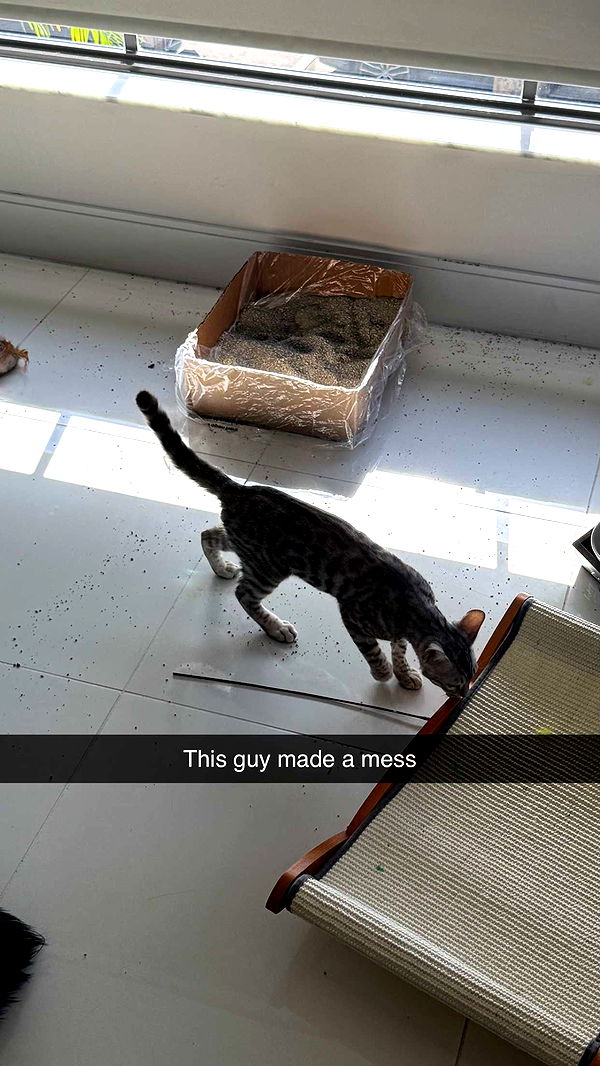 yaslenxoxo image ~ Altpins