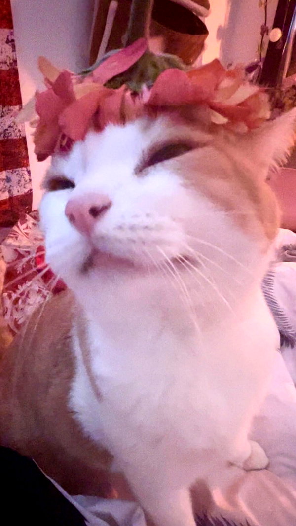 __koolkat_ __koolkat_ archive image