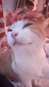 __koolkat_ Altpins Profile Picture