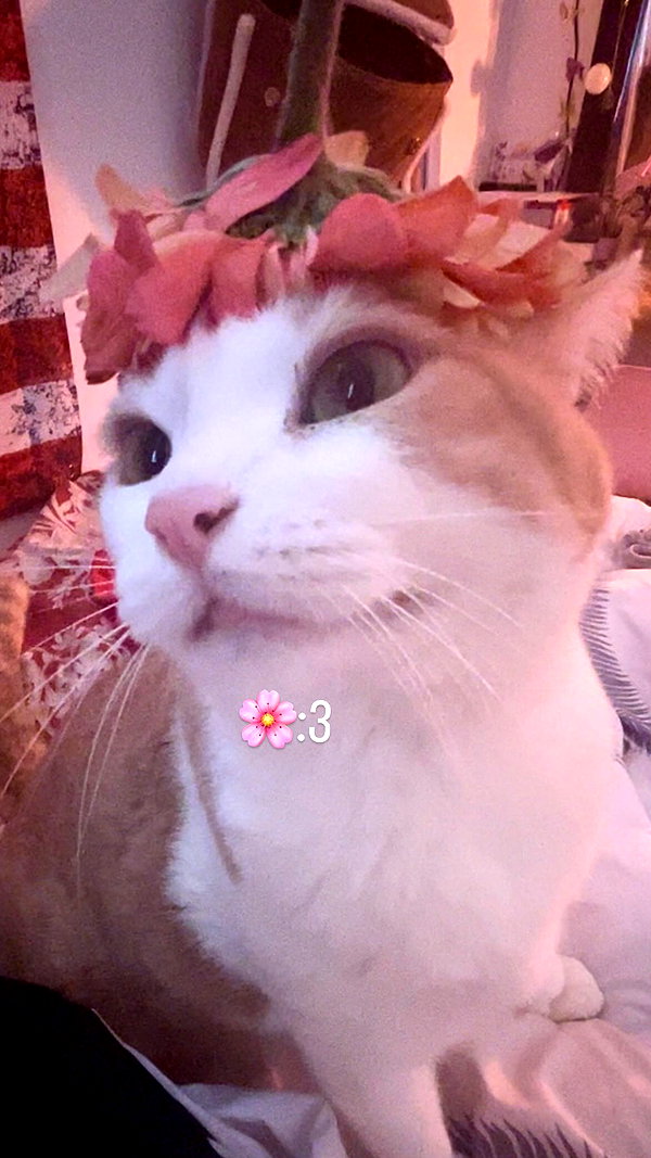__koolkat_ __koolkat_ archive image