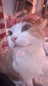 __koolkat_ Altpins Profile Picture