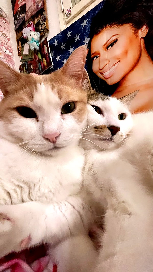 __koolkat_ __koolkat_ archive image