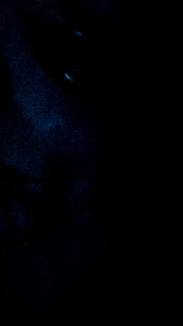 __koolkat_ __koolkat_ archive image
