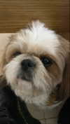 __noamche__ Altpins Profile Picture
