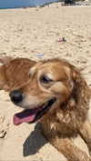__noamche__ Altpins Profile Picture