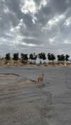 __yaheli_ Altpins Profile Picture