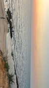 _ariel_lll Altpins Profile Picture