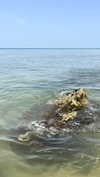 _ariel_lll Altpins Profile Picture