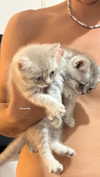 _ariel_lll Altpins Profile Picture