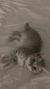 _ariel_lll Altpins Profile Picture