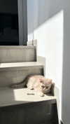 _ariel_lll Altpins Profile Picture
