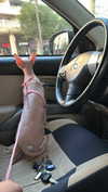 _dafi_lu Altpins Profile Picture