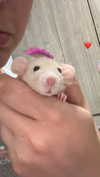 _dafi_lu Altpins Profile Picture
