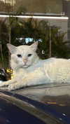 _lil_noa_ Altpins Profile Picture